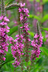 Gewöhnlicher Blutweiderich (Lythrum salicaria) Pflanze mit Blüten