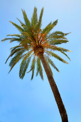 Dattelpalmen (Phoenix) Pflanze mit Früchten, Kanaren, Spanien, Europa