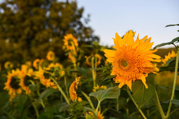 sunflower looking in wrong direction