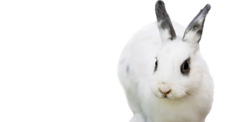 cute funny fluffy animal rabbit looks, background