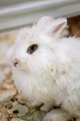 cute funny fluffy animal rabbit looks, background