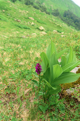 Alpine meadows and flowers. freshness, greens, mountains , snow