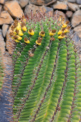 Ferocactus herrerae Kakteengewächs, kugelförmig, Mexiko, 
