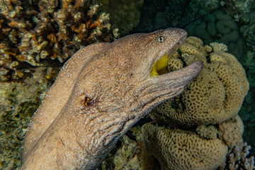 Moray eel Mooray lycodontis undulatus in the Red Sea, eilat israel