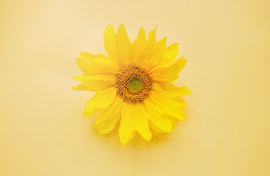 Yellow sunflower on yellow and pink background,copy space for your text or design, top view, flat lay.