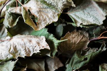 Texture of birch leaves