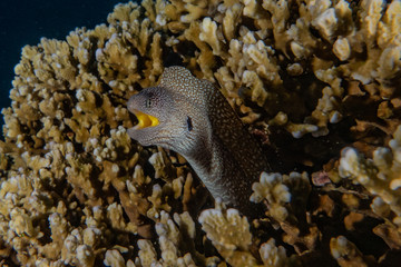 Moray eel Mooray lycodontis undulatus in the Red Sea, eilat israel