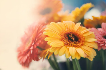Gerbera on light background.Free space for copy text.