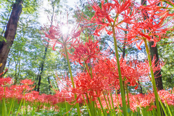 彼岸花
