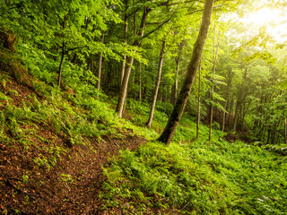 Sunlight shining through foliage of a thick forest in Armenia