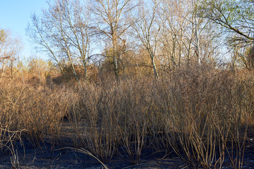 Burnt grass and shrubs after forest fire. Burnt forest area