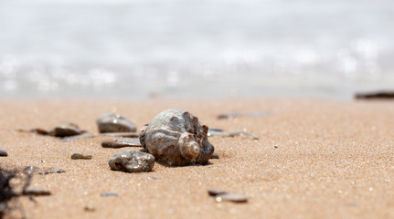 seashell on the sandy beach of the sea