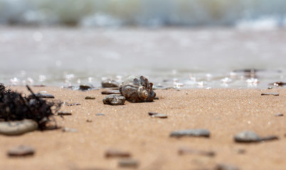 seashell on the sandy beach of the sea