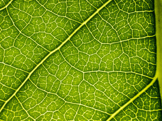 Background image of a leaf of a tree close up