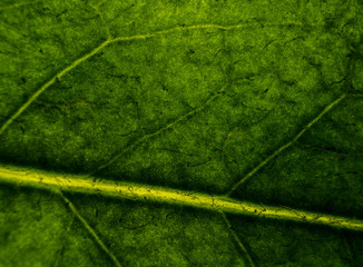 Naklejka na ściany i meble Background image of a leaf of a tree close up