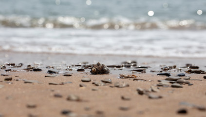 seashell on the sandy beach of the sea