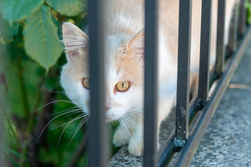 cat on the fence white face