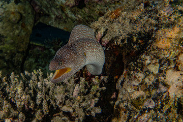 Moray eel Mooray lycodontis undulatus in the Red Sea, eilat israel