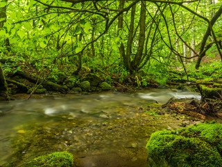 Forest river flowing through thick deciduous forest