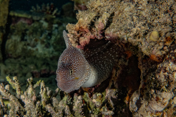 Moray eel Mooray lycodontis undulatus in the Red Sea, eilat israel