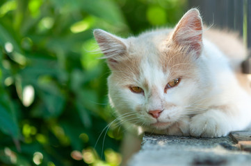 cat on the fence white face