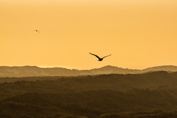 Texel holländische Nordsseeinsel