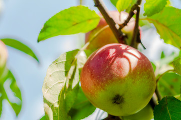 Apple ripens on a tree in the garden of pink color.