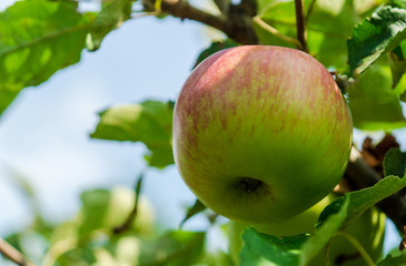 Apple ripens on a tree in the garden of pink color.