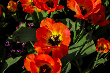 Red tulips in the garden in the sunlight