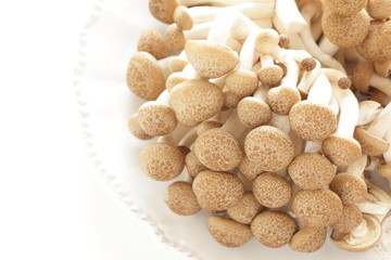 Freshness Shimeji mushroom for Japan on white background with copy space