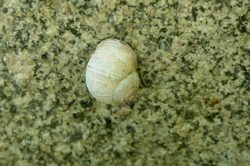 Schnecke mit Schneckenhaus
