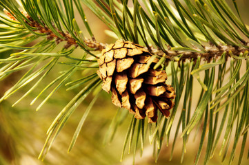 The pine cone