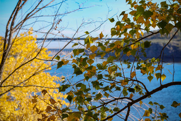 autumn leaves against blue sky