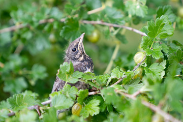 Mild sun lighted photo of a baby bird in a gooseberry bush.  A young bird has just escaped from its nest. Song thrush bird in home garden in Lithuania.