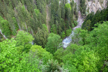 mountain river aerial view of green tree tops