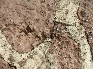 ants in activity in a garden