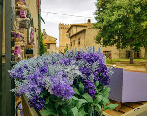 Lavender in Castagneto Carducci in Tuscany, Italy