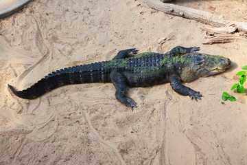 alligator on the sand near a river