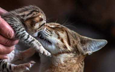yellow striped cat mum with her little kitten, low key