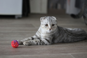 Кошка © Татьяна Щелчкова