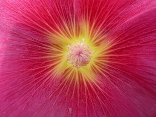 photograph of a red mallow flower on a summer day