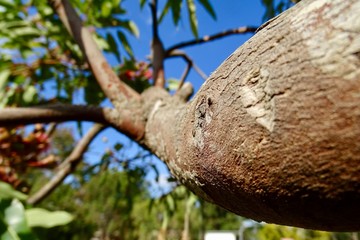 Closeup of beautiful tree trunk   