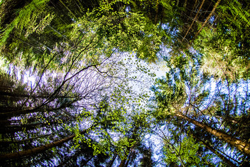 Cime d'arbres en forêt, ciel bleu et branchages et feuillage vert en été