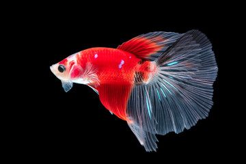 movement of Betta fish, siamese fighting fish, betta splendens isolated on black background