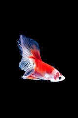 movement of Betta fish, siamese fighting fish, betta splendens isolated on black background