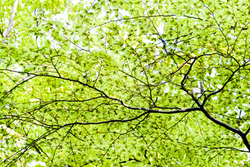 Branchages d'arbres à feuilles vertes dans une forêt au printemps
