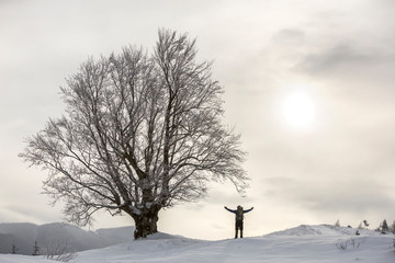 Back view of tourist hiker with backpack standing in white clean deep snow at big tree on background of woody mountains and cloudy sky.