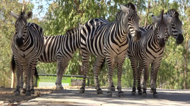 4k. Ultra HD. The zebra of the plains in the zoo, also known as common zebra or Burchell's zebra, in herd looking towards the camera. Zebras group. (Equus quagga, formerly Equus burchellii)