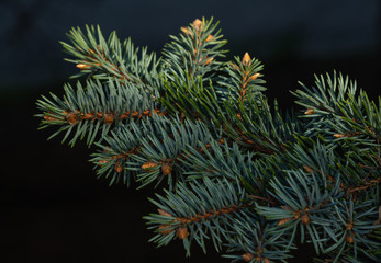 Naklejka na ściany i meble close-up branch of spruce, pine on a dark background, natural background