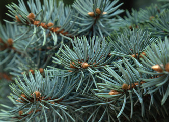 Naklejka na ściany i meble closeup background of christmas blue spruce with needles and cones